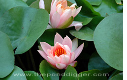 Hardy Water Lily picture