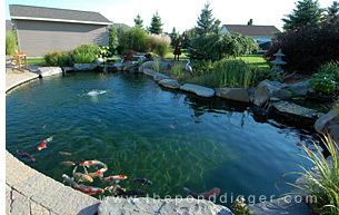 Professional Koi pond