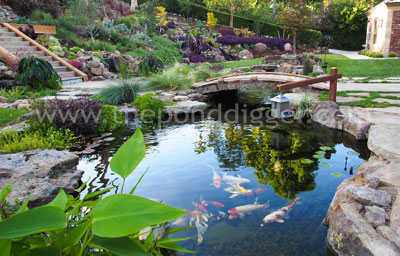 Professional Koi pond