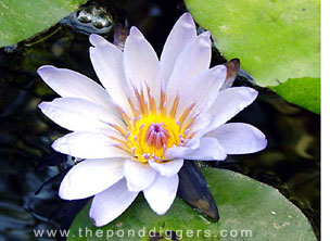 One of the first flowering Plants, The Water Lily