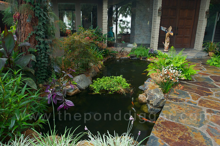 koi pond construction