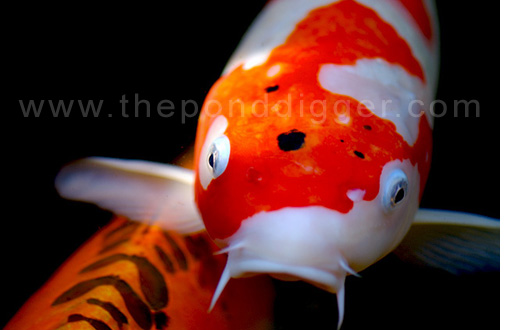 Koi Pond supplies