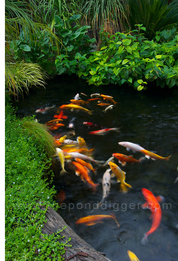 Koi swimming in a pond