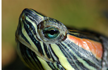 Closeup of Water Turtle (Red Ear Slider)