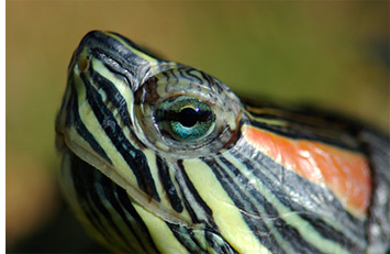 Vértes víz teknős (Red Ear Slider)