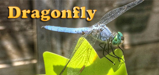 dragonfly-comparison