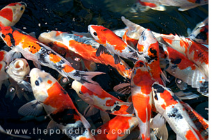 To many Koi - Overstocking your pond promotes pond algae