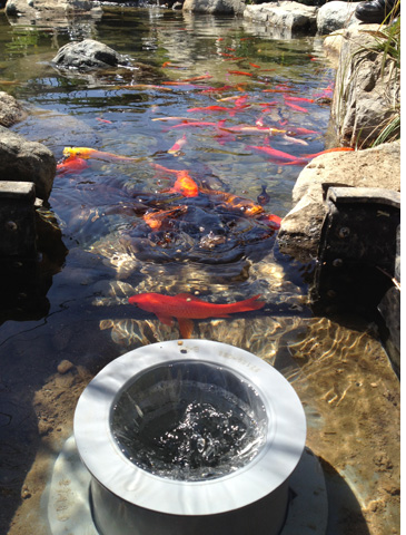 koi pond skimmer