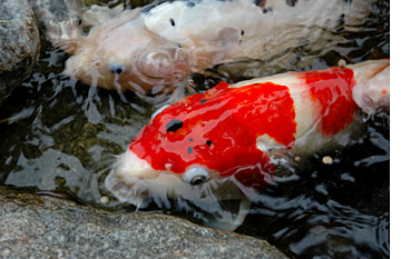 Koi Facts - The Pond Digger