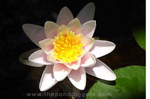 Water lily flower