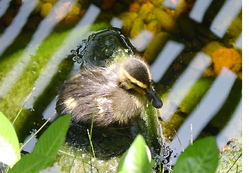 Duck in Pond