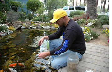 Feeding koi clearance fish