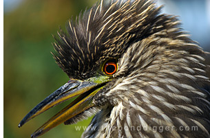 Juvenille Night Heron