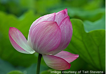 lotus plant underwater