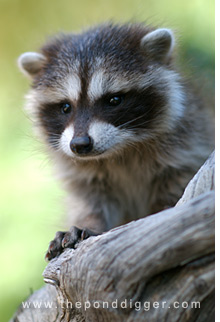 Raccoon