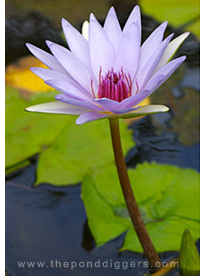 Tropical Water Lily picture