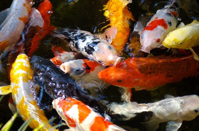 colorful koi fish
