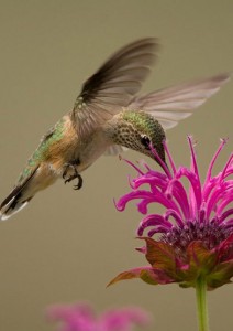 beebalm-hummingbird