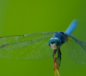 dragonfly-1