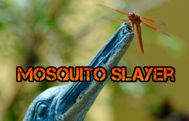 5 Facts For Fighting Mosquitoes – The Pond Digger