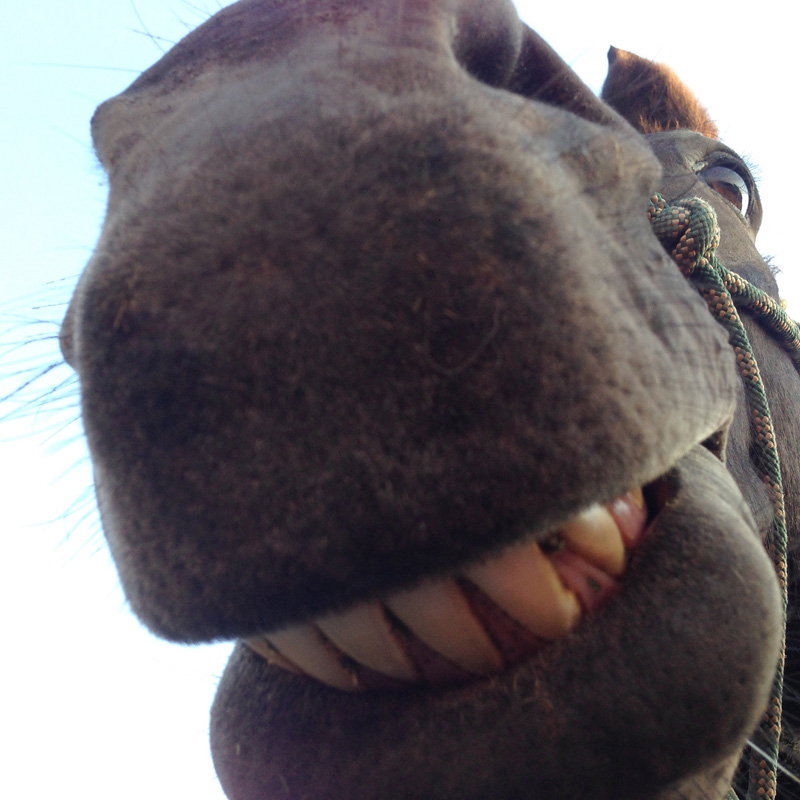 Horses, Ponds, and Potato Chips - The Pond Digger