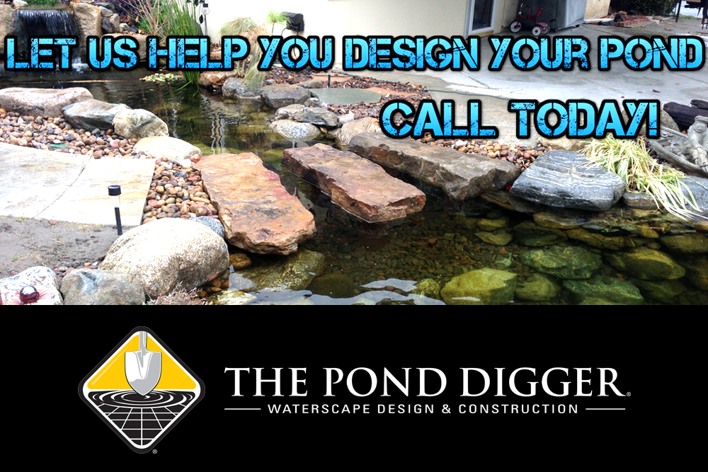 9 Things I Wish I Knew Before My First Pond Build
