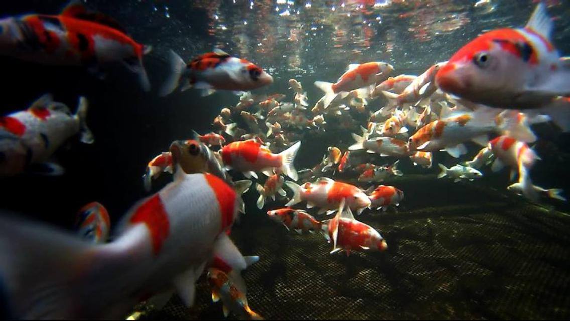 thanksgiving-koi-underwater