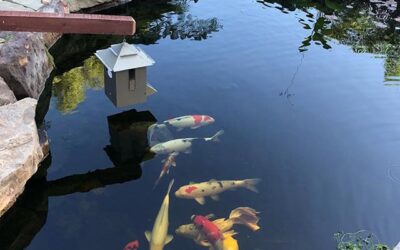 3 Winter Time Pond Risks