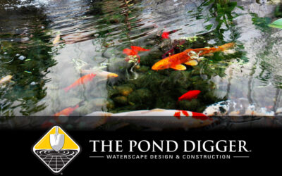 Spring Pond Care Essential Tasks Every Pond Needs!!