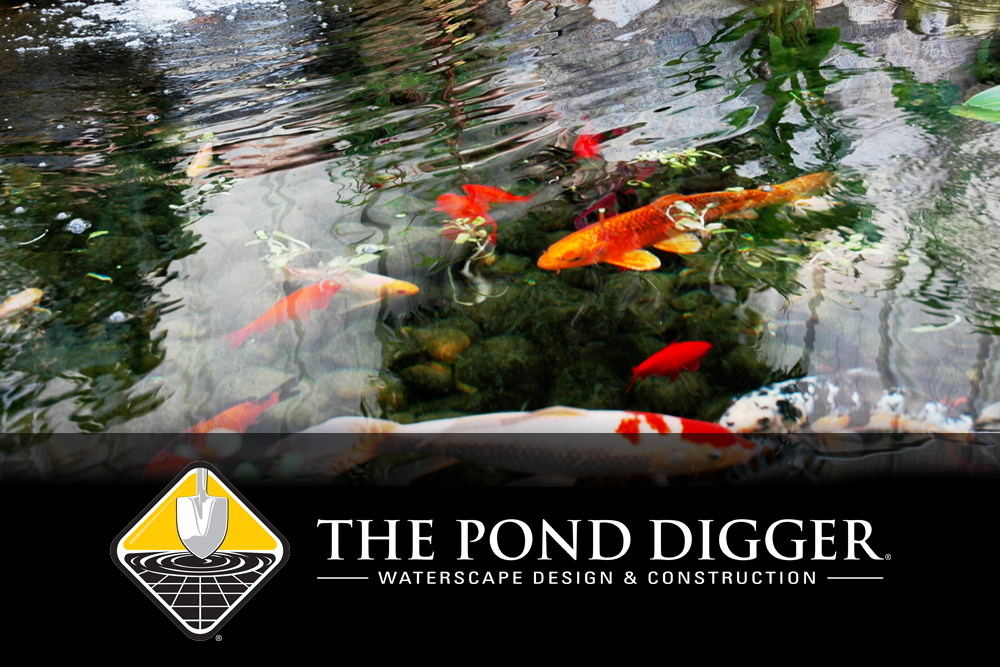 Spring Pond Care Essential Tasks Every Pond Needs!!