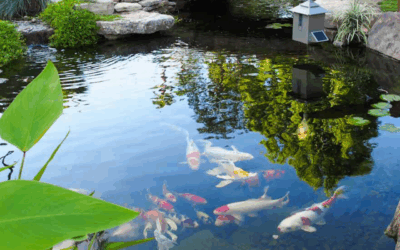 Aerators- The Easiest, quickest way to improve your water quality