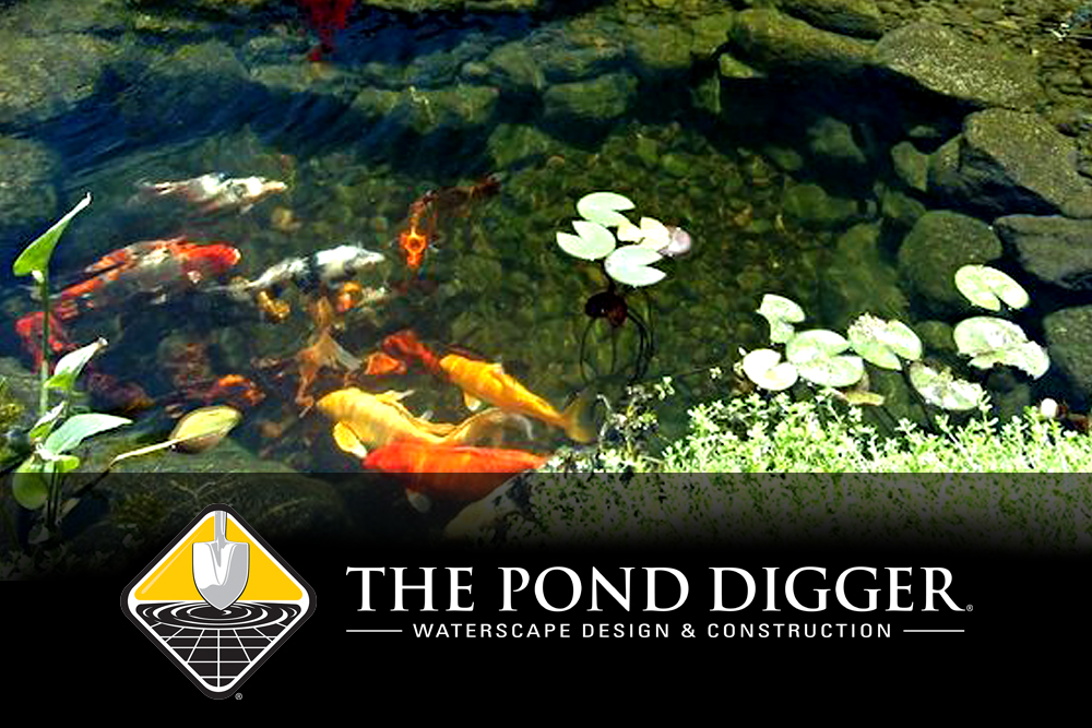 pond pro things to notice