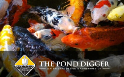 More Koi is More Better, No?