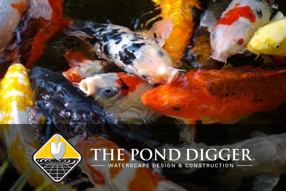 More Koi is More Better, No?