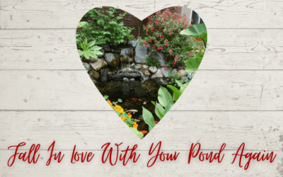 Fall In Love With Your Pond Again