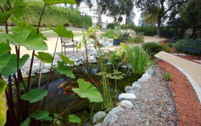 Creating The Ultimate Dream Pond