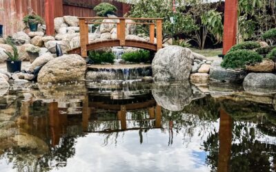 Does Your Pond Look Like A St. Patrick’s Day Demonstration?