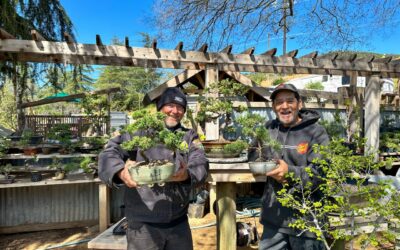 Koi Ponds & Bonsai Trees