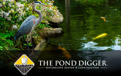 How to Protect Your Koi Pond from Herons