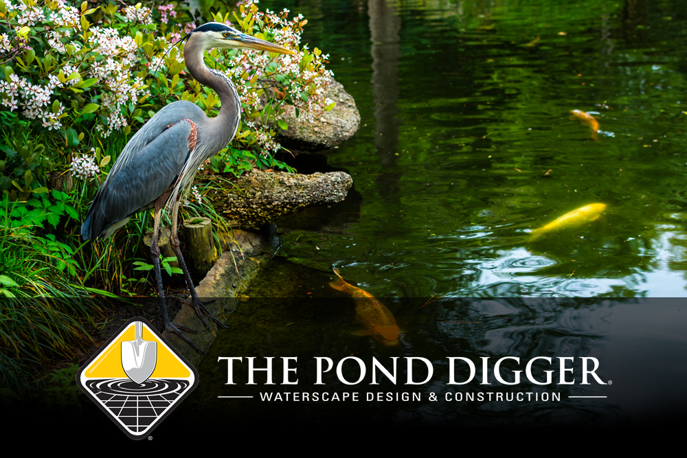 How to Protect Your Koi Pond from Herons