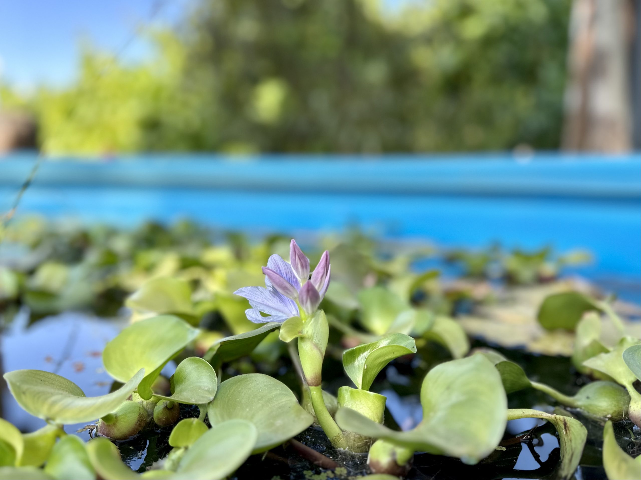 how-to-grow-pond-plants-www-unwins-co-uk-paisajismo-acu-tico