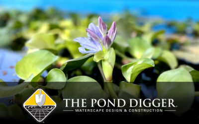 Dive into the World of Pond Plants