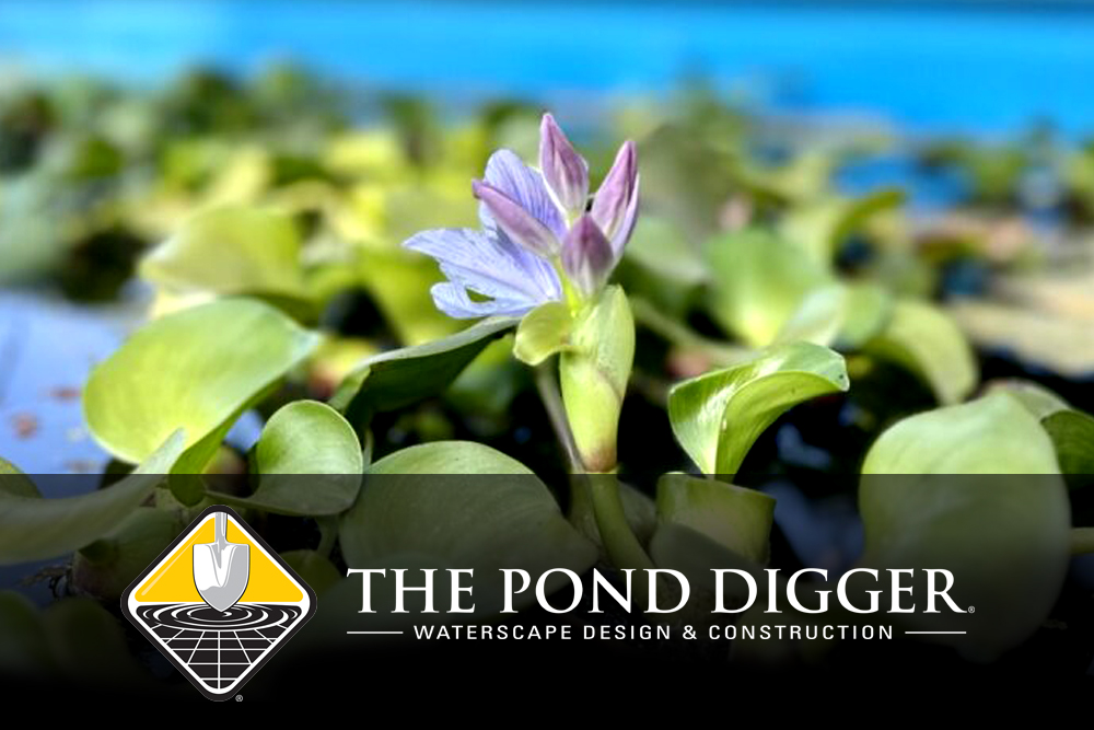 pond plants