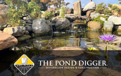 Pond Owners Beware: 6 Things You Should NEVER Do!