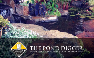 Beat Algae & Protect Your Pond Fish