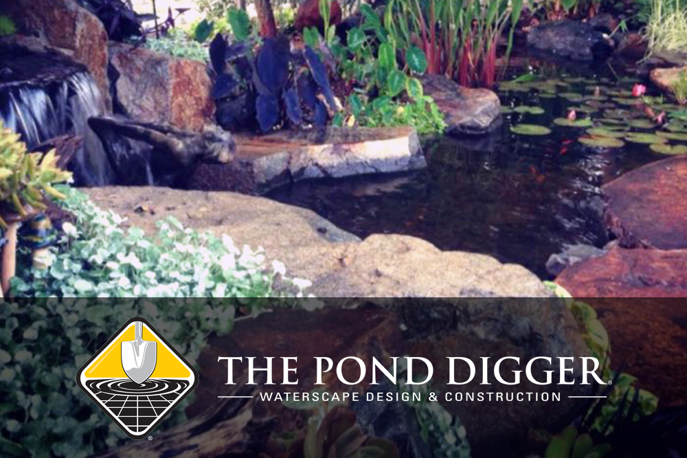protect pond fish