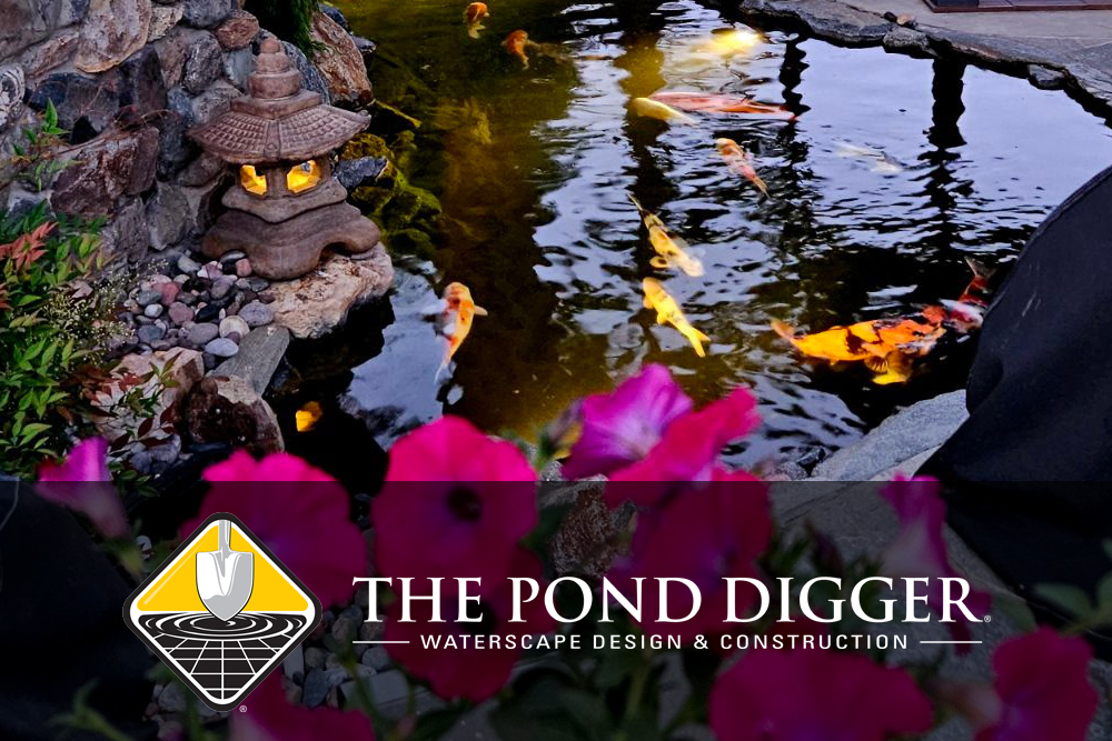 the pond digger clear water guarantee