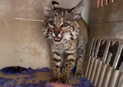 tpd wildlife rehabilitation bobcat