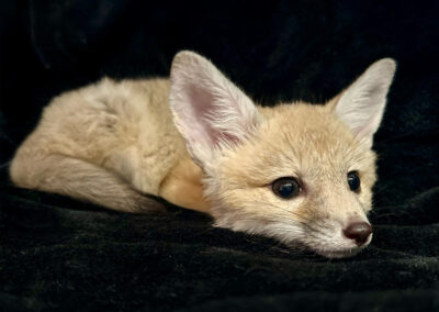 tpd wildlife rehabilitation fox