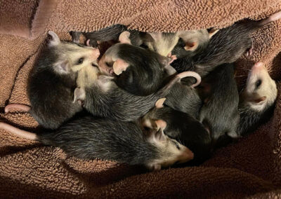 tpd wildlife rehabilitation opossums